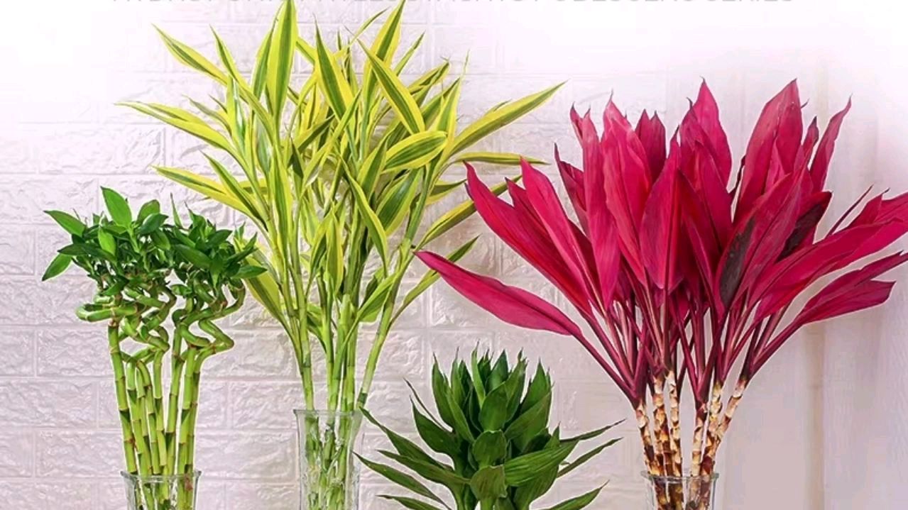 富贵竹生根难大量黄叶?教你万能生根法,用过的都说,很实用