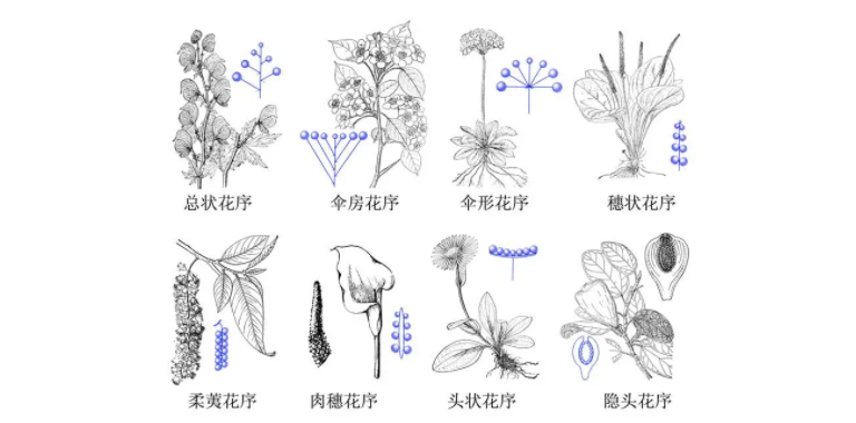 总状花序和穗状花序区别是什么