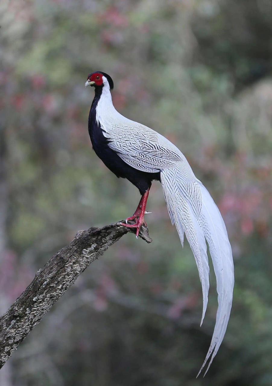 白鹇鸟的叫声如清泉流水, 悠扬动听,唤醒沉睡的青山.