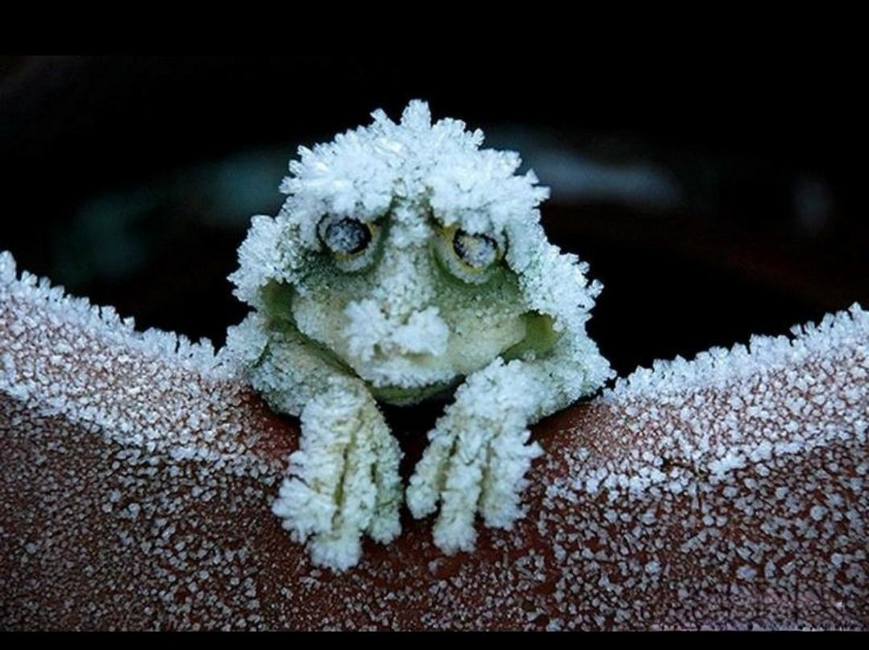阿拉斯加树蛙图片