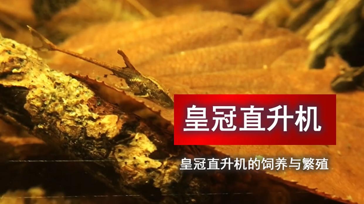 皇冠直升机分公母？3 招教你一眼辨，8cm 以下别瞎辨，9cm 后才好认 #跟着圣光来繁殖# #观赏鱼##养鱼日记#