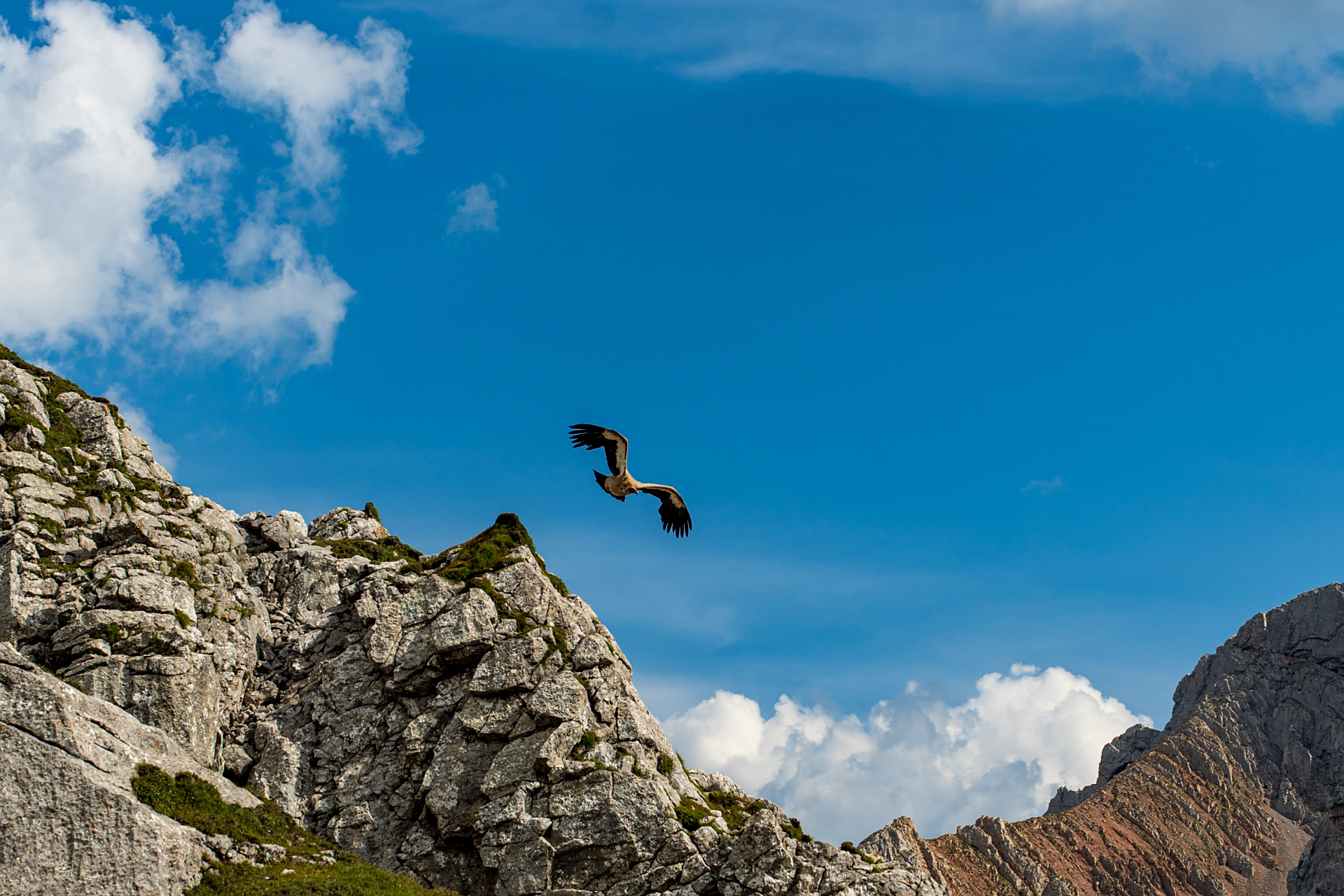 所有看到这条动态并点赞的人都能鹏程万里