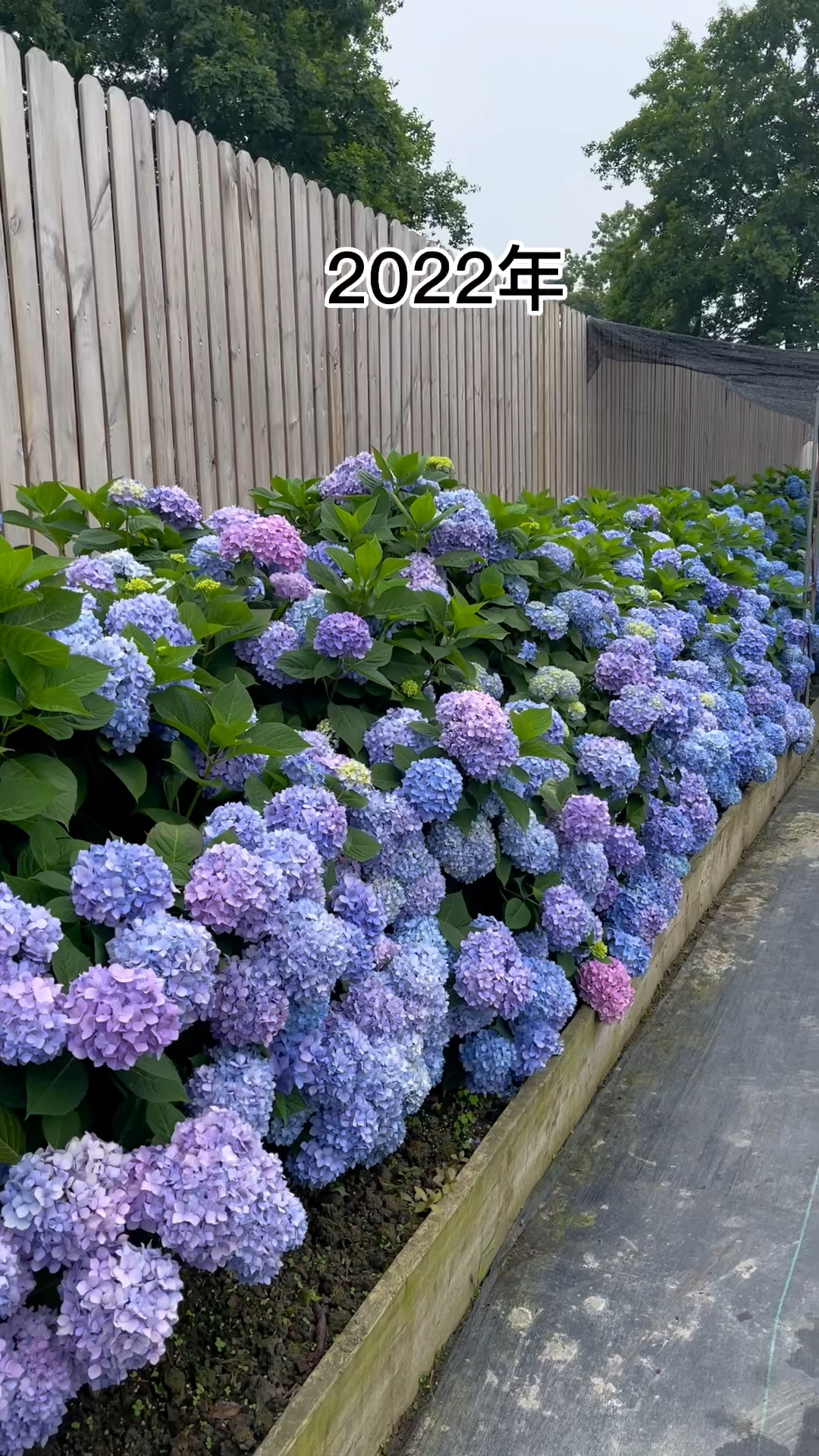 绣球无尽夏地栽一年的变化