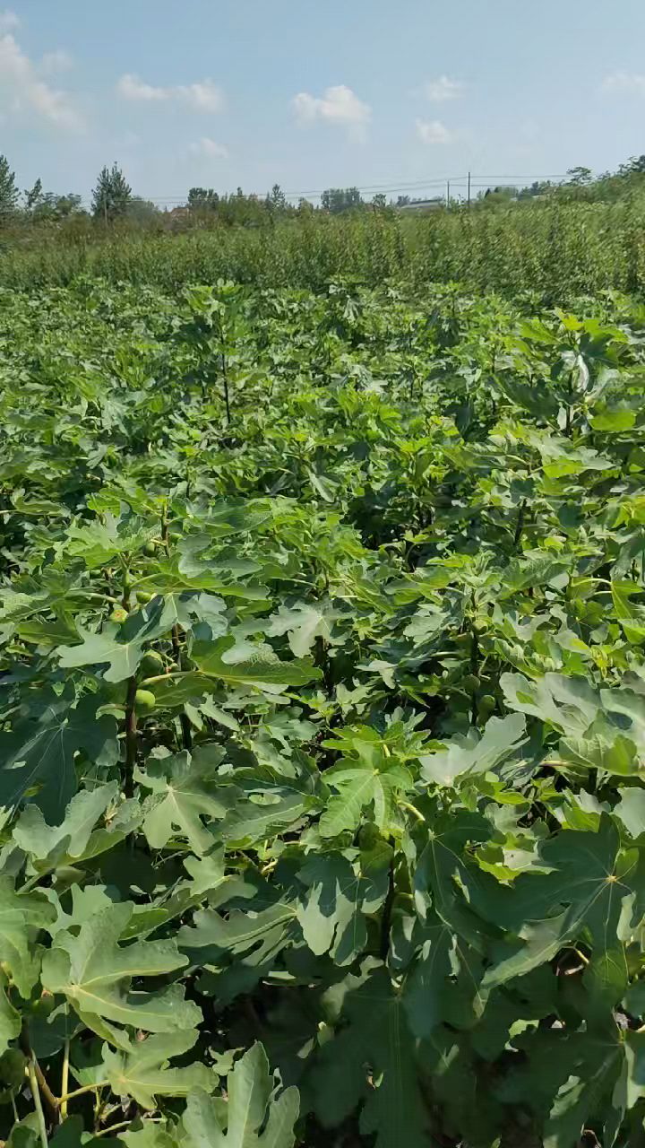 无花果苗基地,无花果树苗,波姬红,芭劳奈,斯特拉,金奥芬-度小视