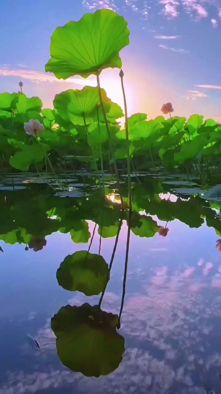 鱼塘荷花池风景图图片