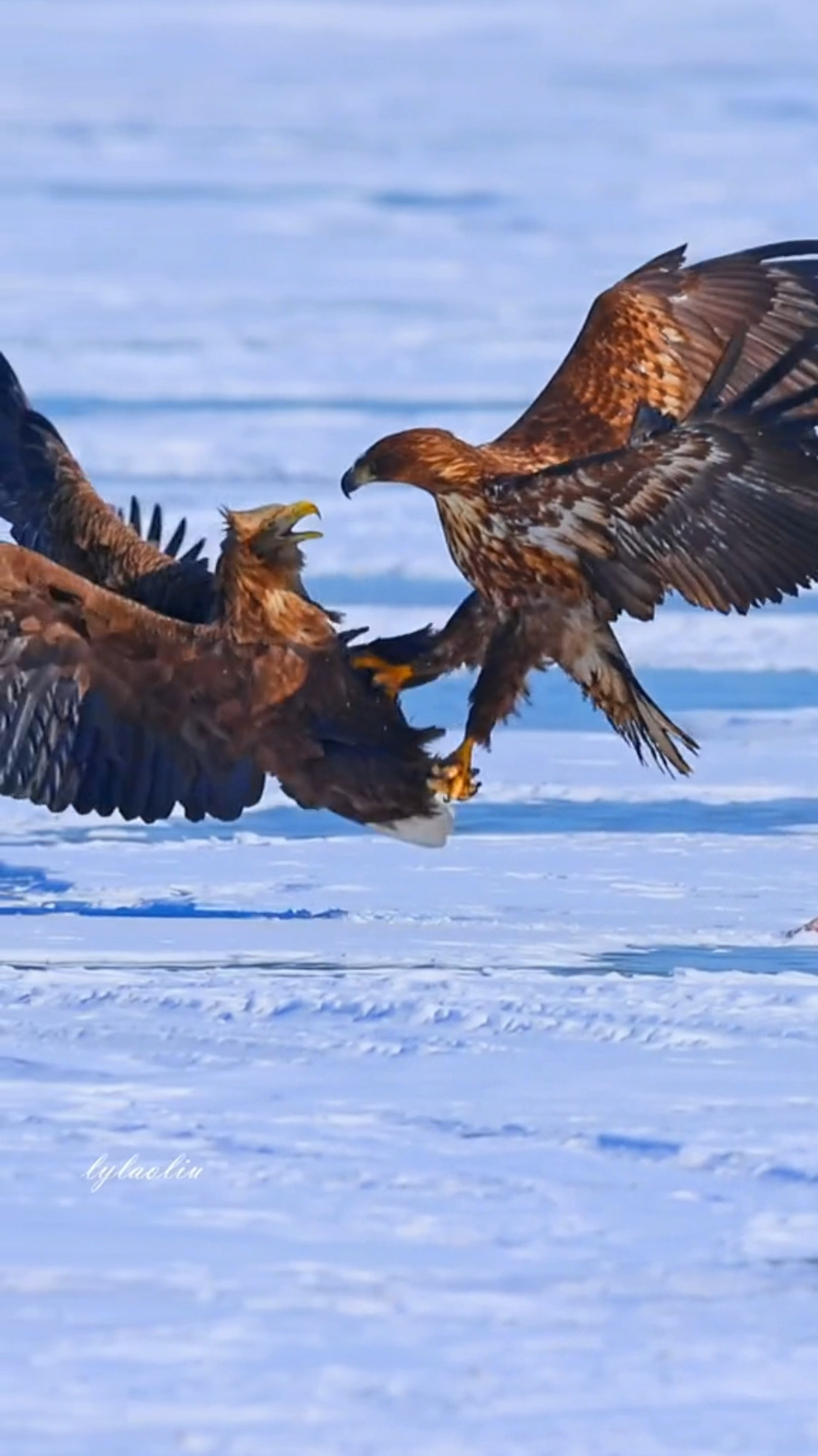 两只老鹰为了食物开战,太刺激了.
