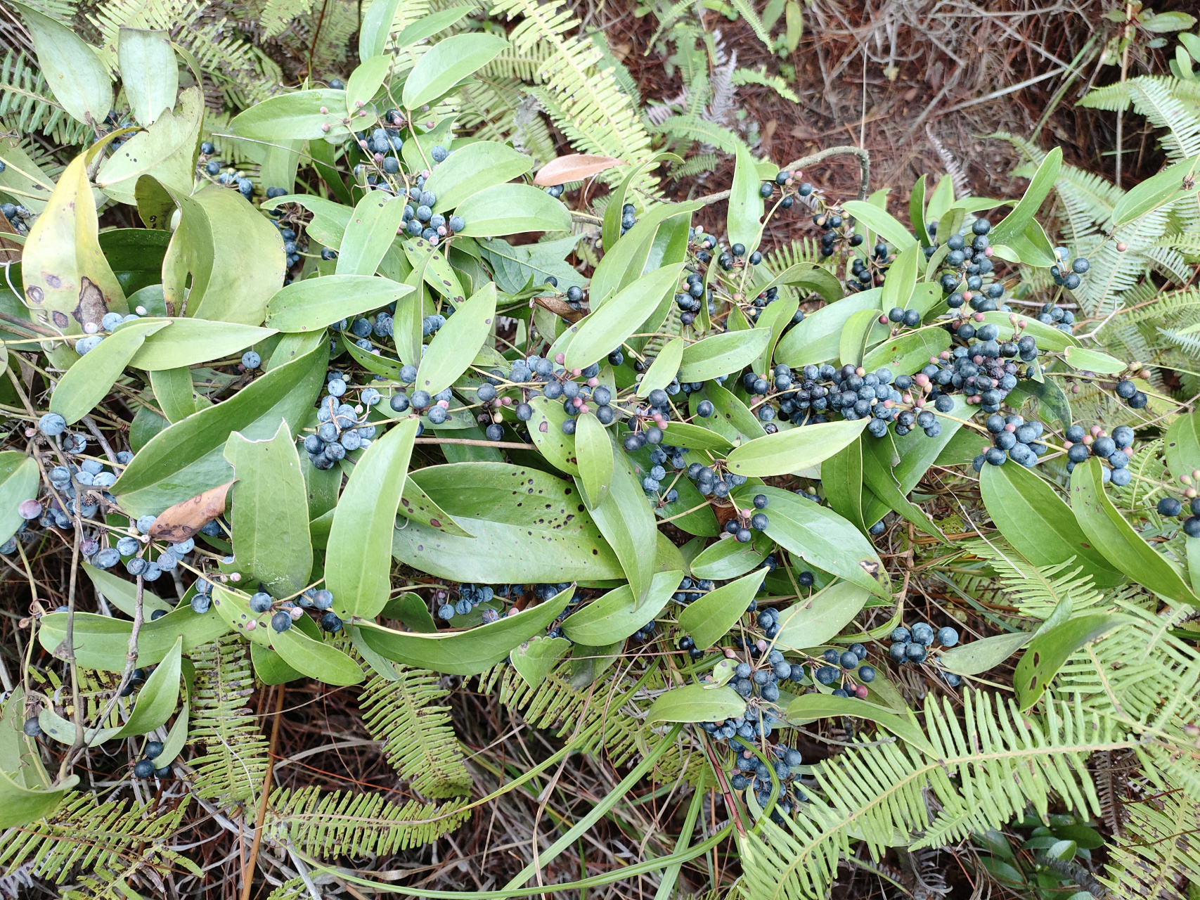 野生的土茯苓种子
