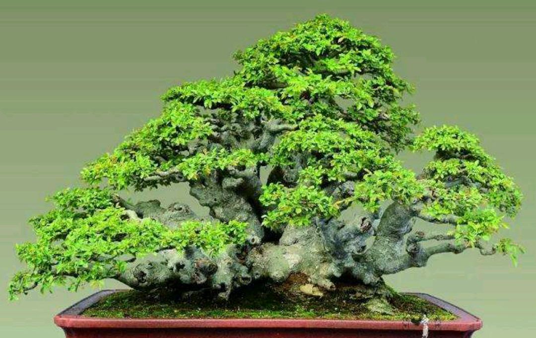 小微盆景七贤之榔榆