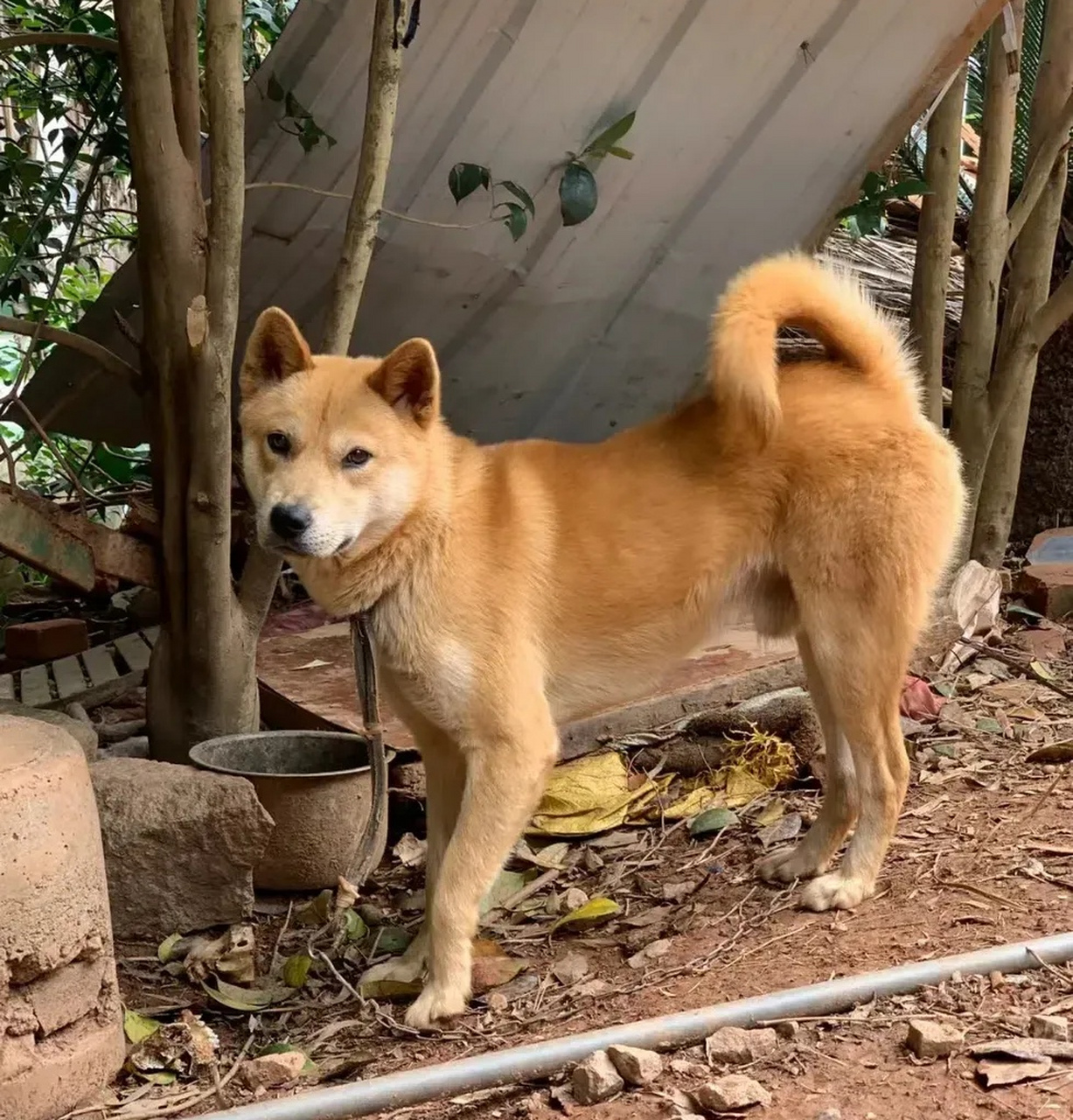 父亲养了一只土狗,我们都叫它大黄.