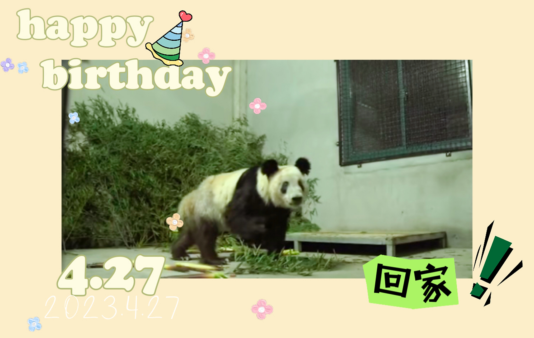 3日是我们大美熊"丫丫"的23岁生日!
