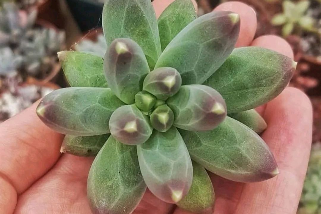 多肉千代田之松,叶片肥厚并具有棱形结构,养成缀化更是不一般