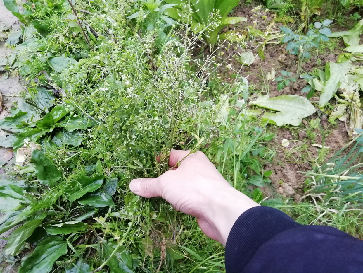 三月三我們農村人都會到田間地頭找地菜子煮雞蛋吃,你們吃過嗎?