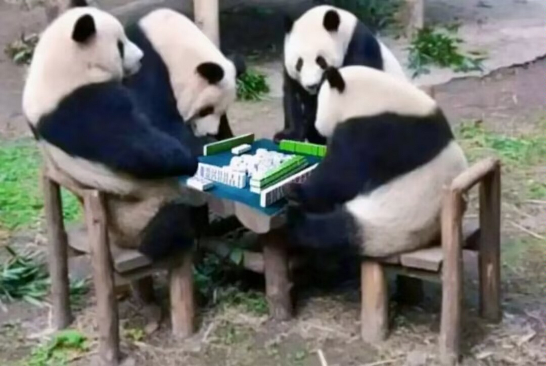 川渝人都喜欢打麻将  (注意识别图片p图,仅供娱乐!