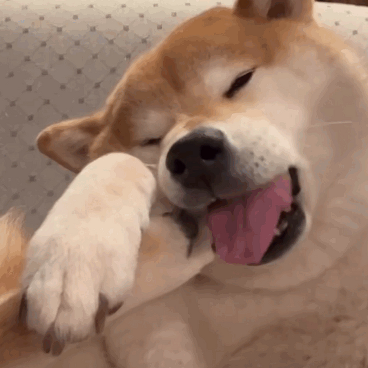 柴柴狗子动图表情包来喽#表情包