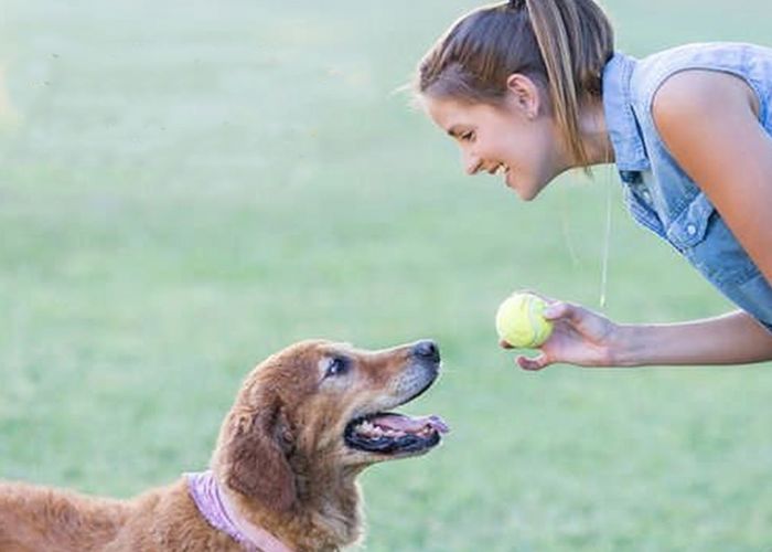 訓犬教程:專業訓犬師教你訓犬