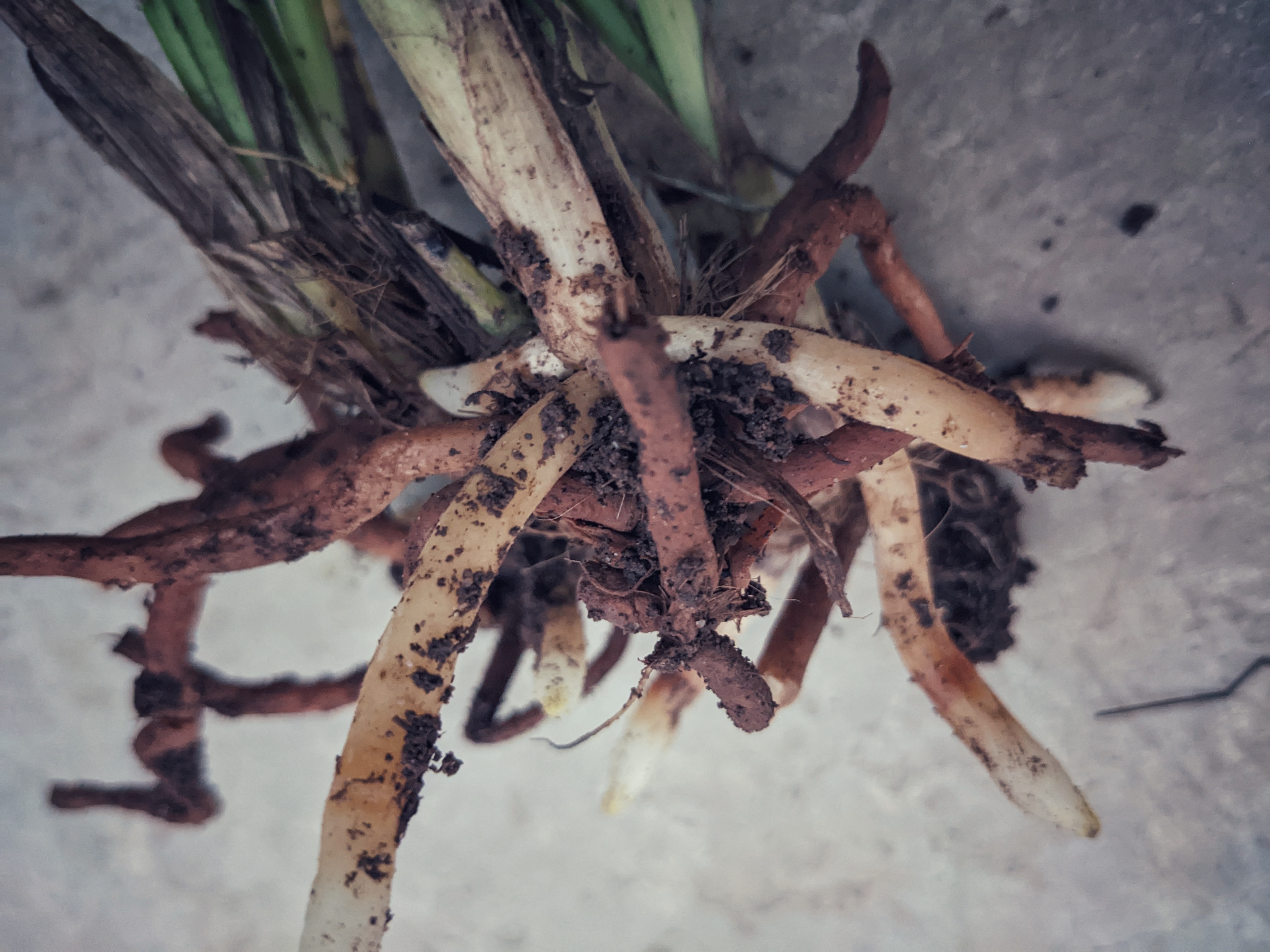 兰花有些空根,烂根并不是浇水不当,植料结板,通风不佳造成的