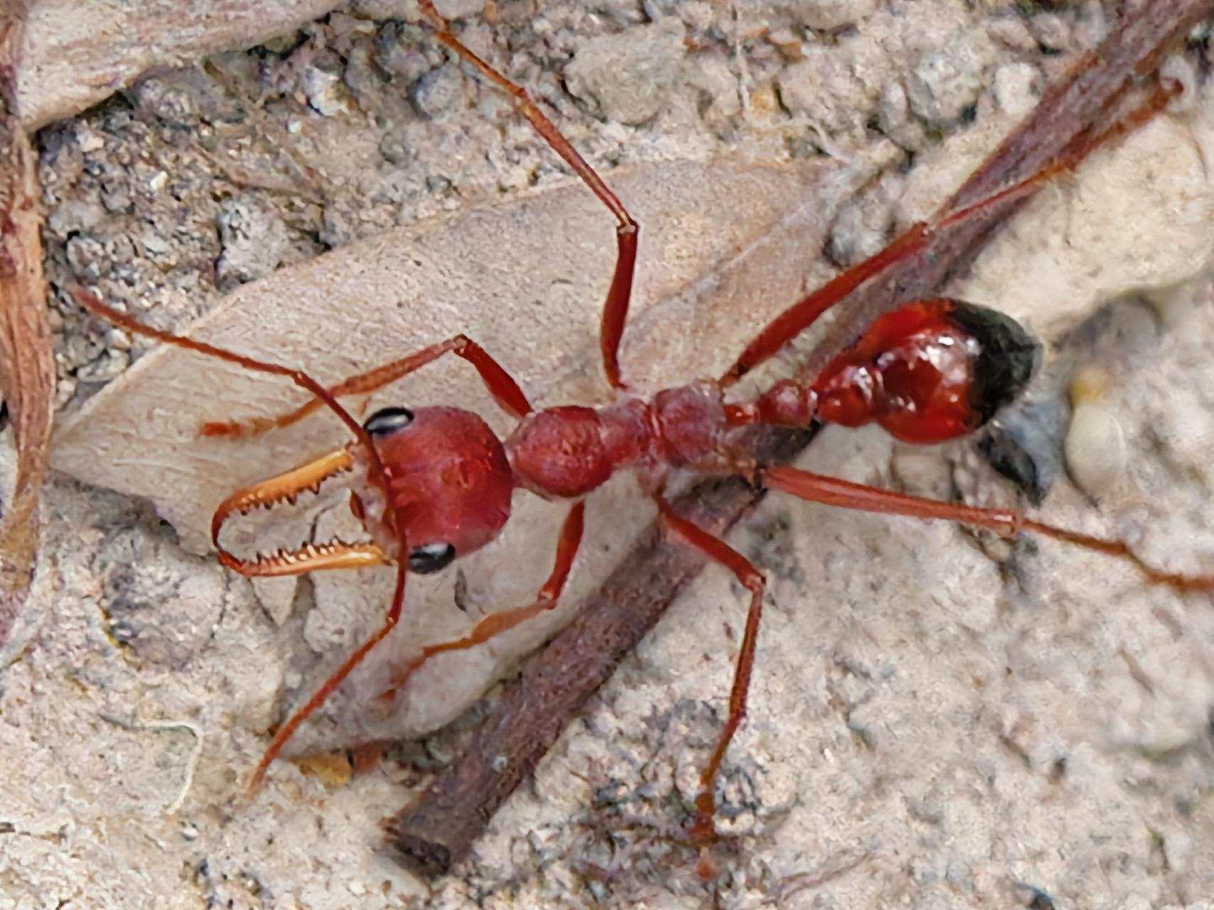 每天认识一种动物——公牛蚁 公牛蚁别名贪食牛蚁,红头牛犬蚁,原产于
