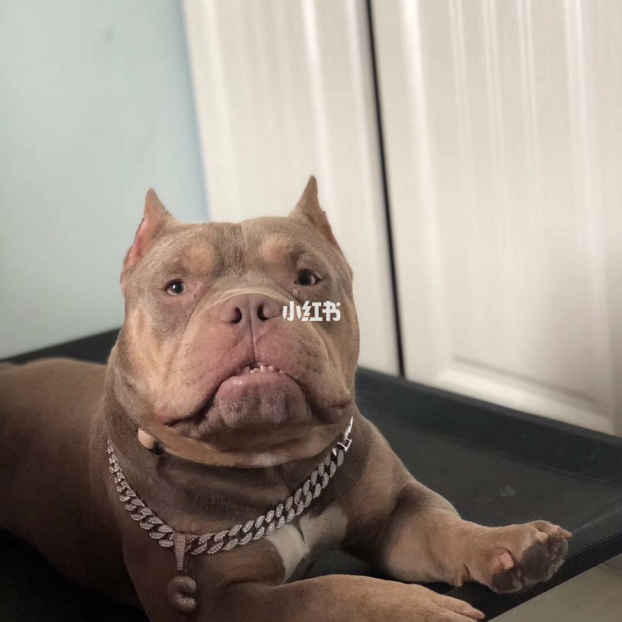 恶犬系列 好霸气的头像啊 哈哈,可以当搞怪图像去看看的,真好.