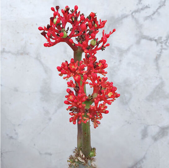 佛肚海棠的养护繁殖方法大揭秘