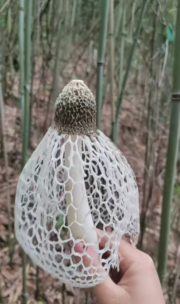 竹林里看到,像穿了一件网裙,谁知道这是什么蘑菇?