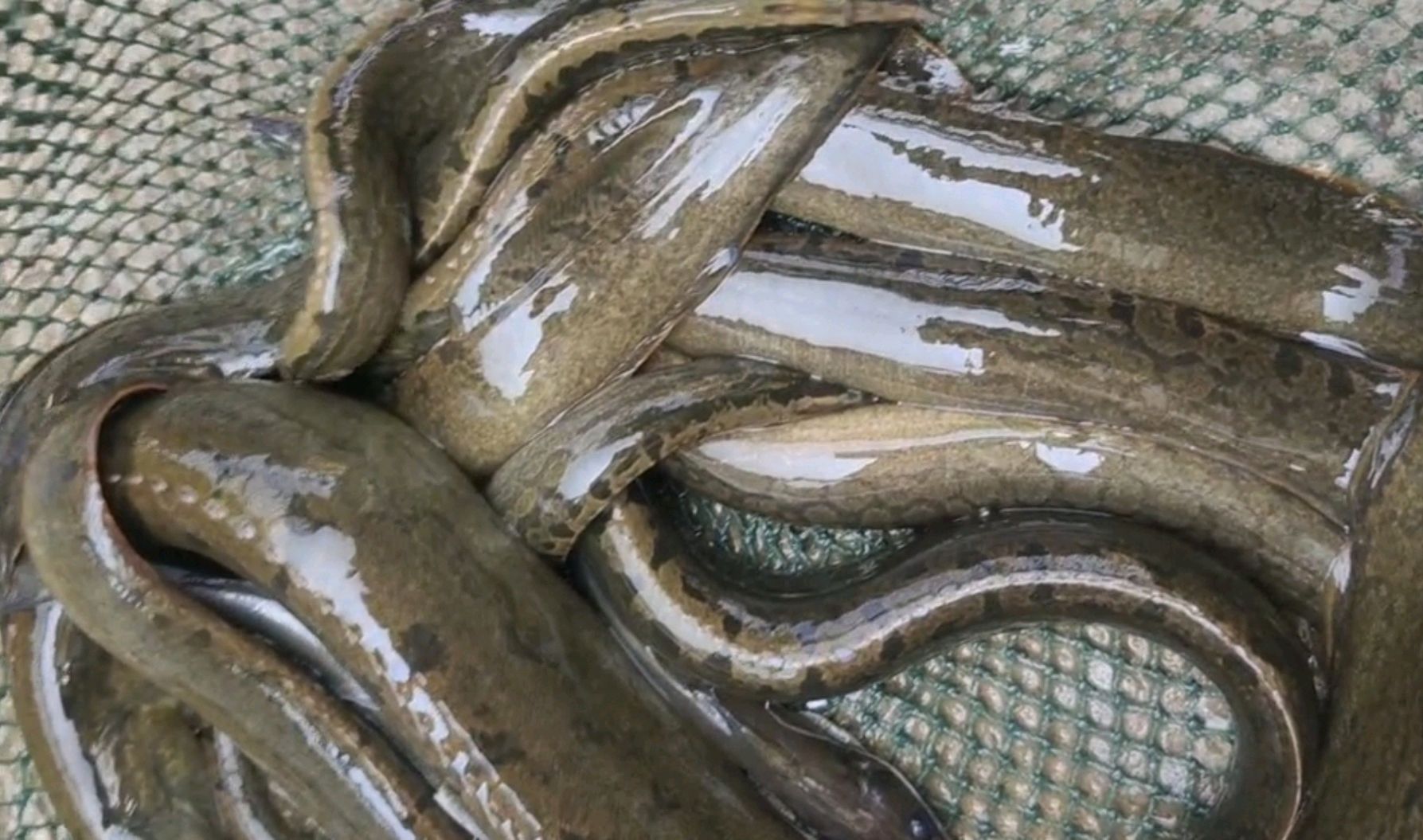 贵州樟江刀鳅鱼大爆发,有人3小时钓起十几条,大的一斤多