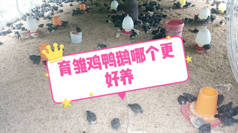 乡村老梁,育雏鸡鸭鹅哪个更好养,答案可能颠覆您的印象!