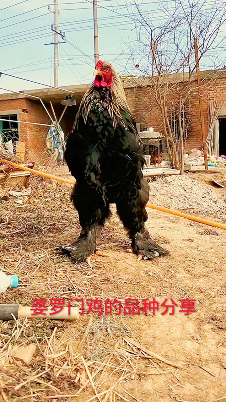 婆罗门鸡品种分享