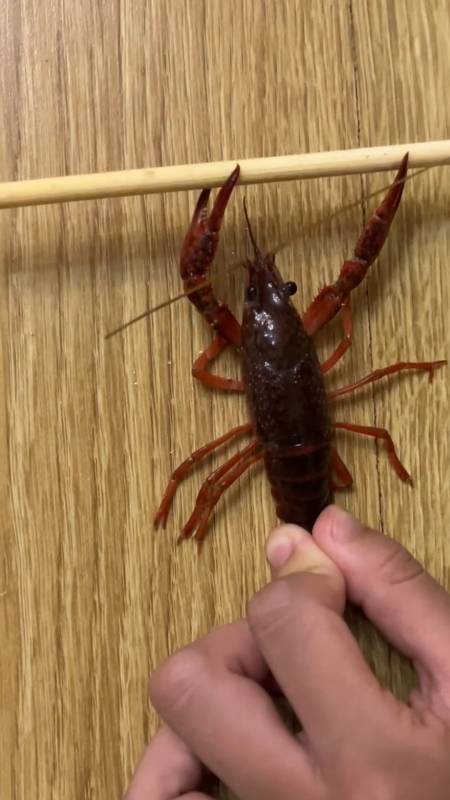 小龙虾锻炼身体#龙虾 #中秋节 #小龙虾 #搞笑-度小视