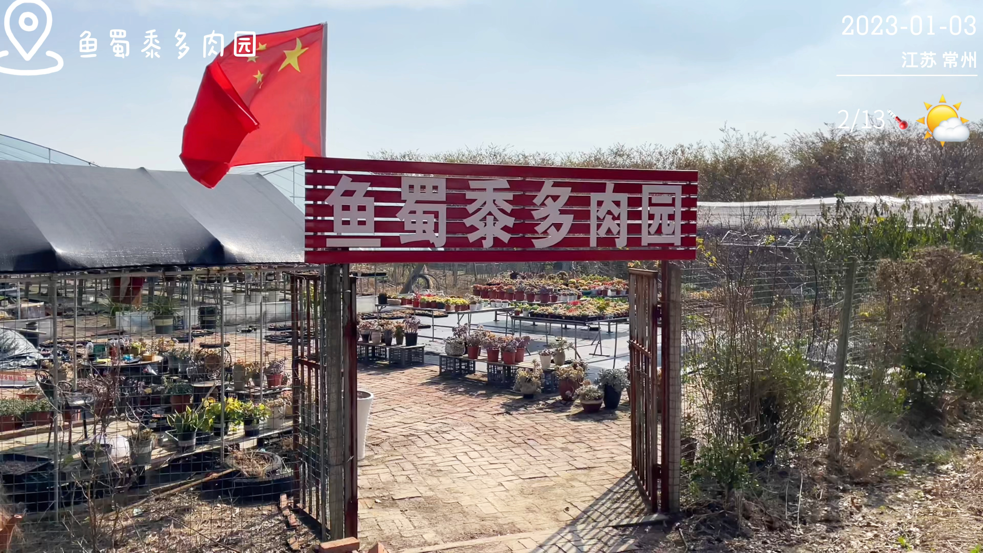 继续带大家来了解多肉的品种和怎么养护它们