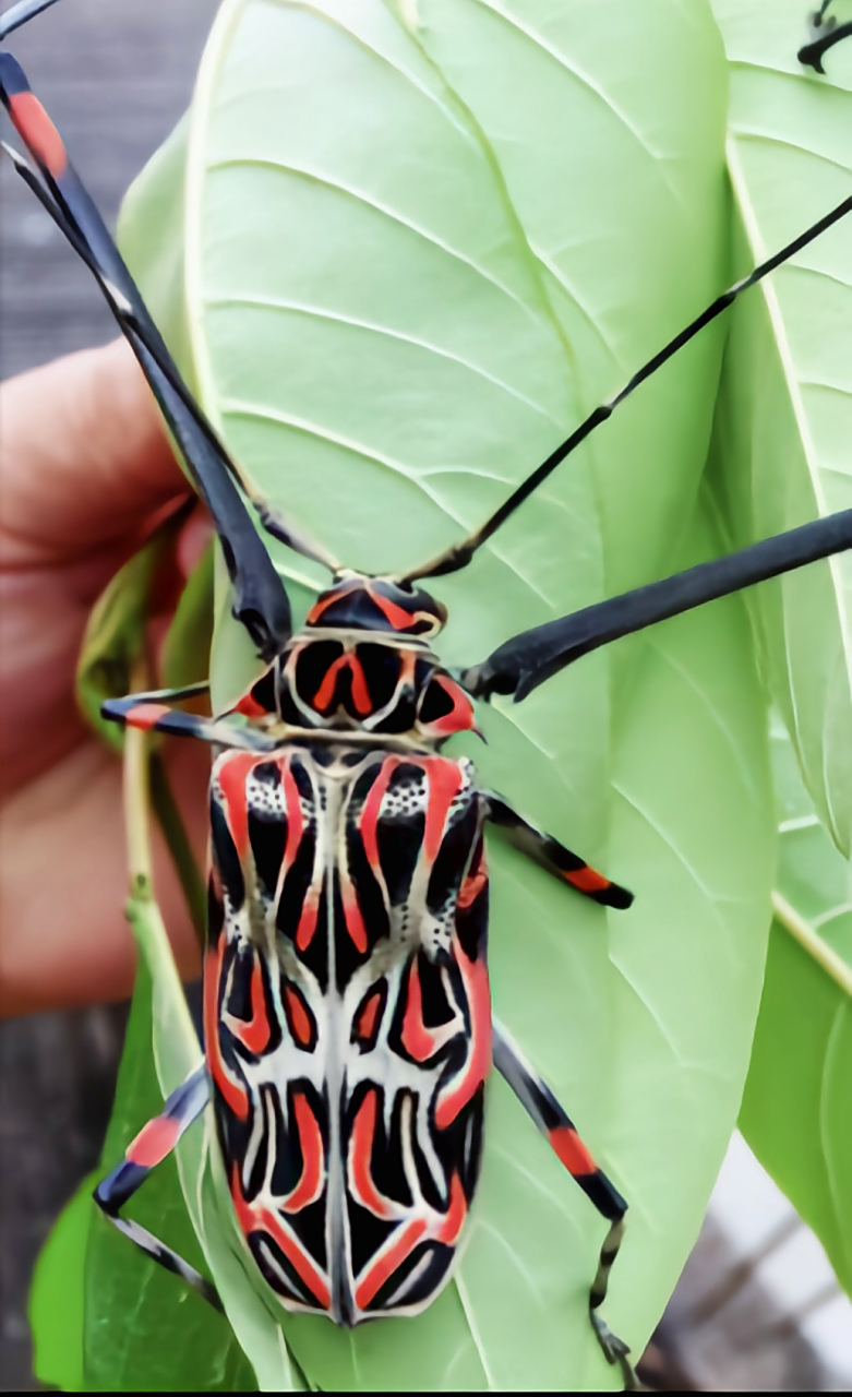 每天认识一种昆虫——长臂天牛 长臂天牛别名丑角甲虫,是鞘翅目,天牛
