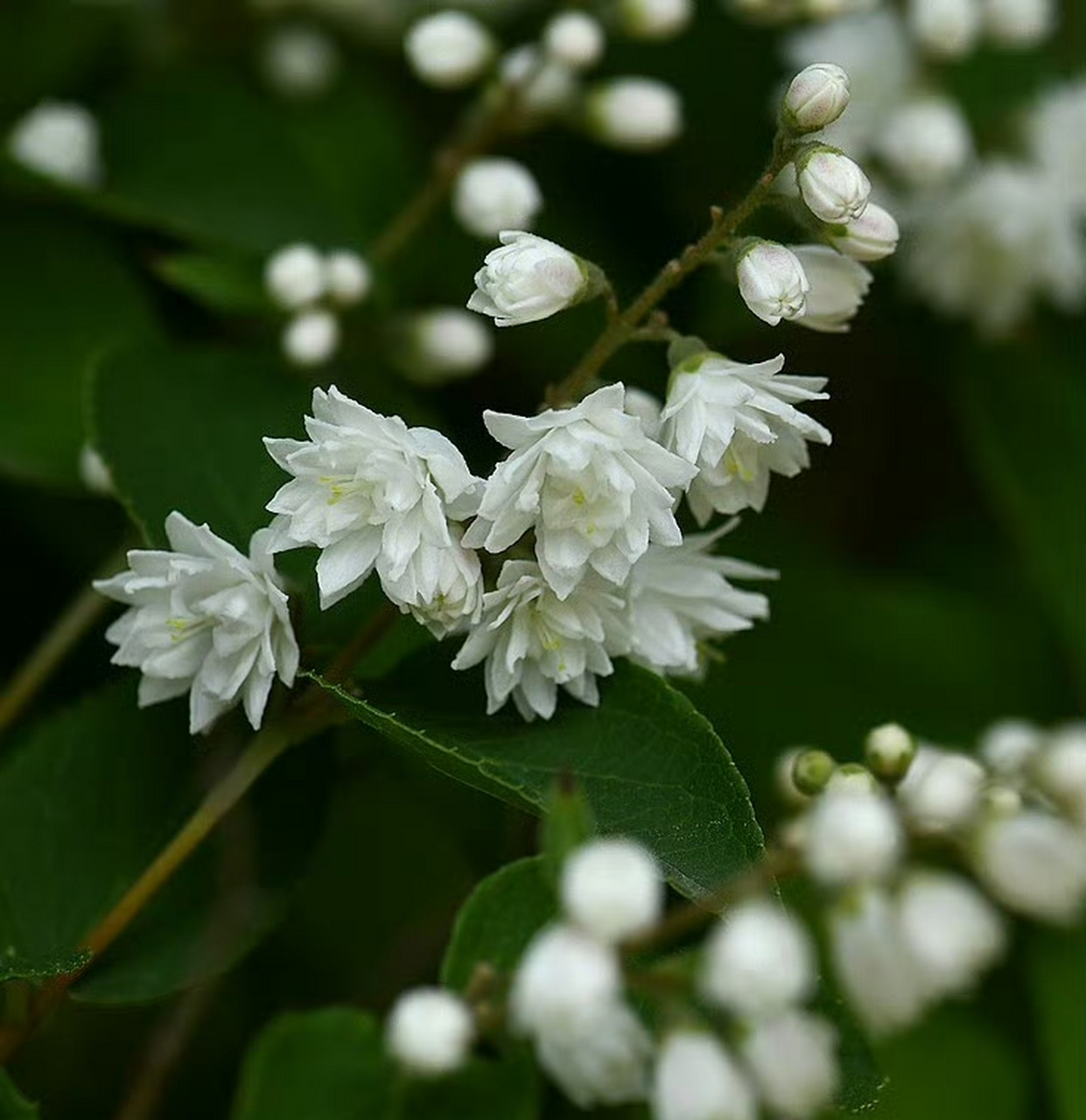 齿叶溲疏(deutzia crenata),绣球花科溲疏属.摄于山东东营. 雪白花卉!