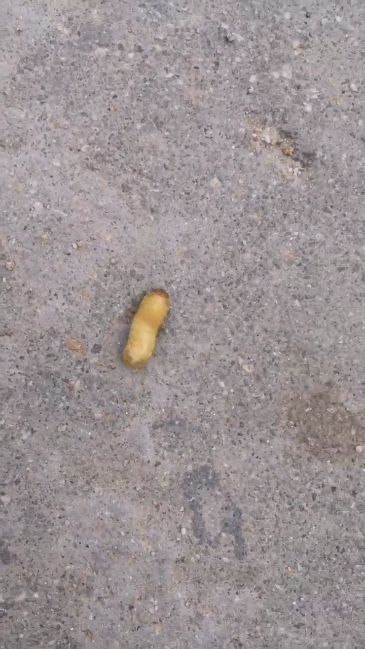 这是什么虫子?白白胖胖的,像蛆一样蠕动着