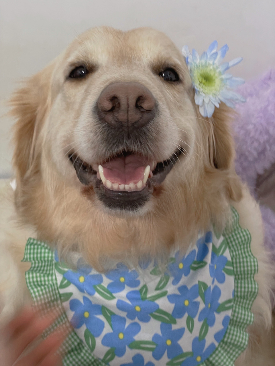 好治愈的笑容啊,把我心都给融化了![开心]#金毛# #狗狗