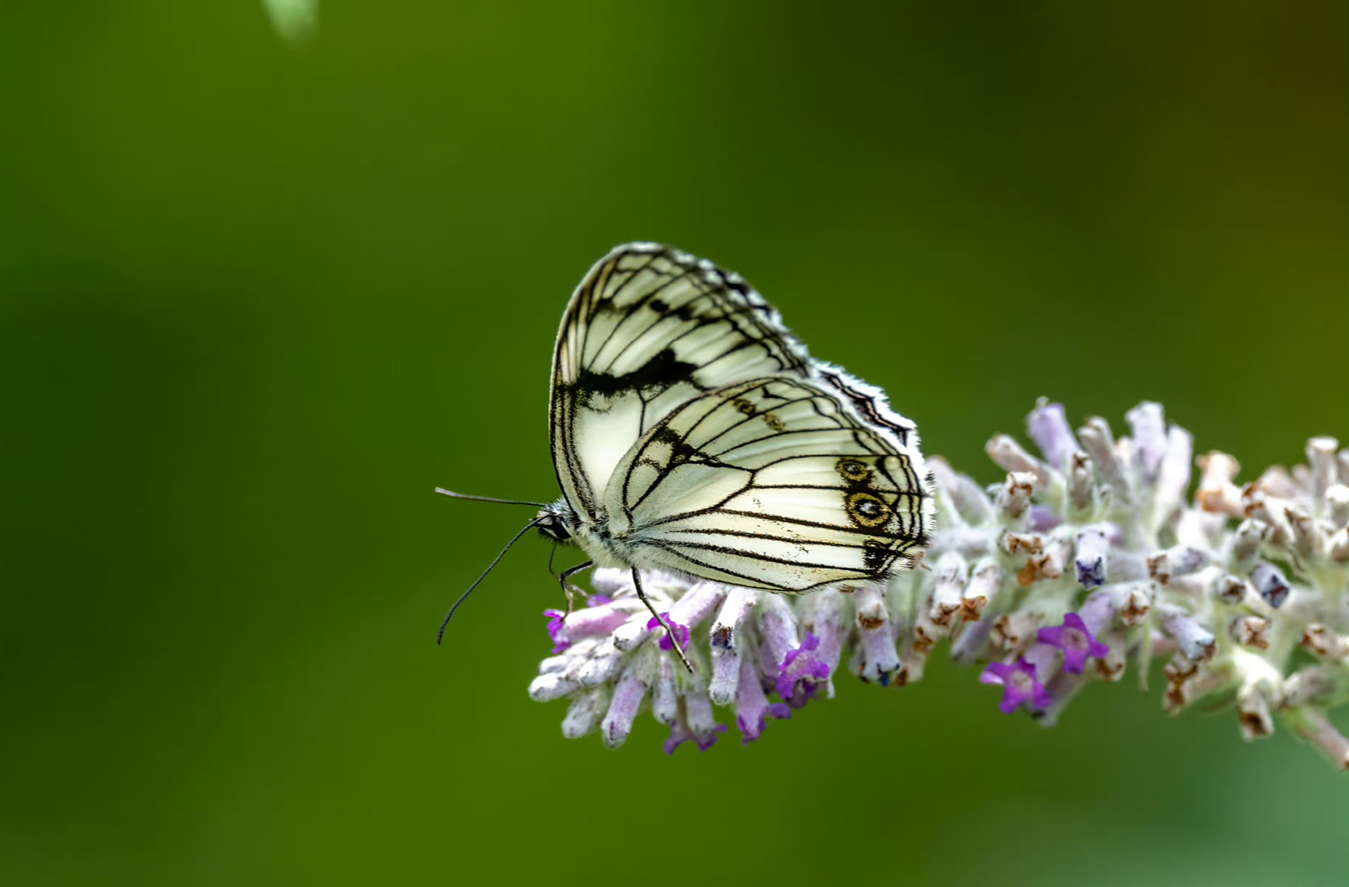 黑纹粉蝶 这是当时布瓦村数量最多的蝴蝶,黑白分明与花相相伴,俏也不