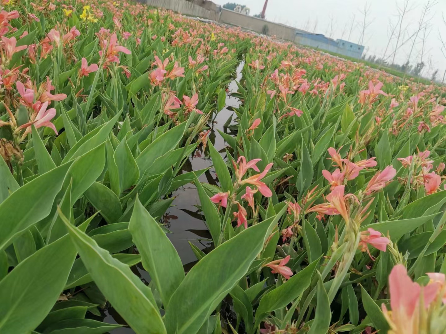 城市河流湿地水生植物种植特性及配置