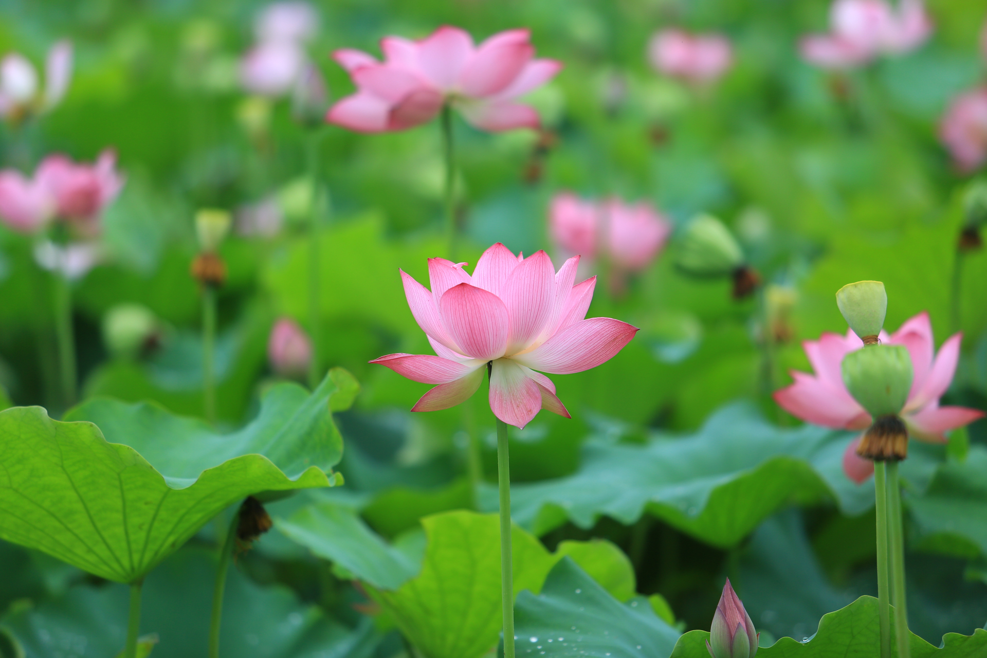 农民伯伯的农具,菜园子里的神器,稻田里的木桶,还有一池荷花.
