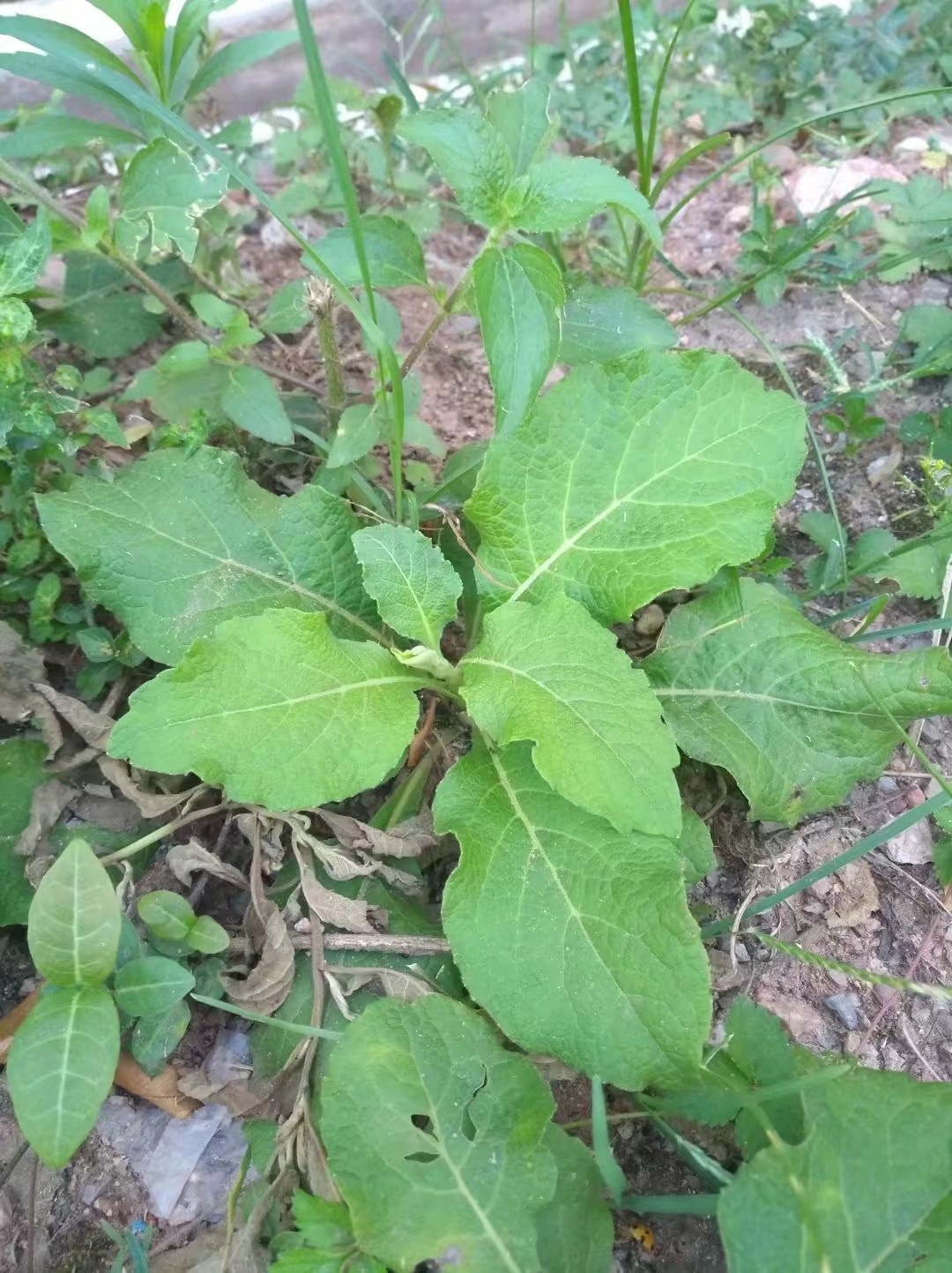 天名精,又称野烟叶,多年生草本植物