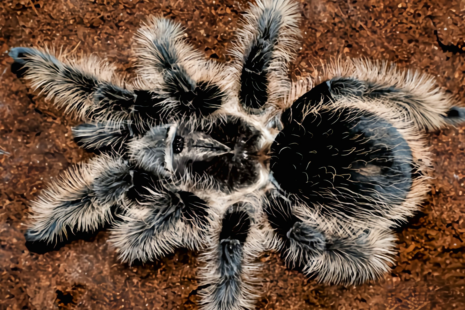 每天认识一种动物——洪都拉斯卷毛蛛 洪都拉斯卷毛蛛是蜘蛛目,捕鸟蛛