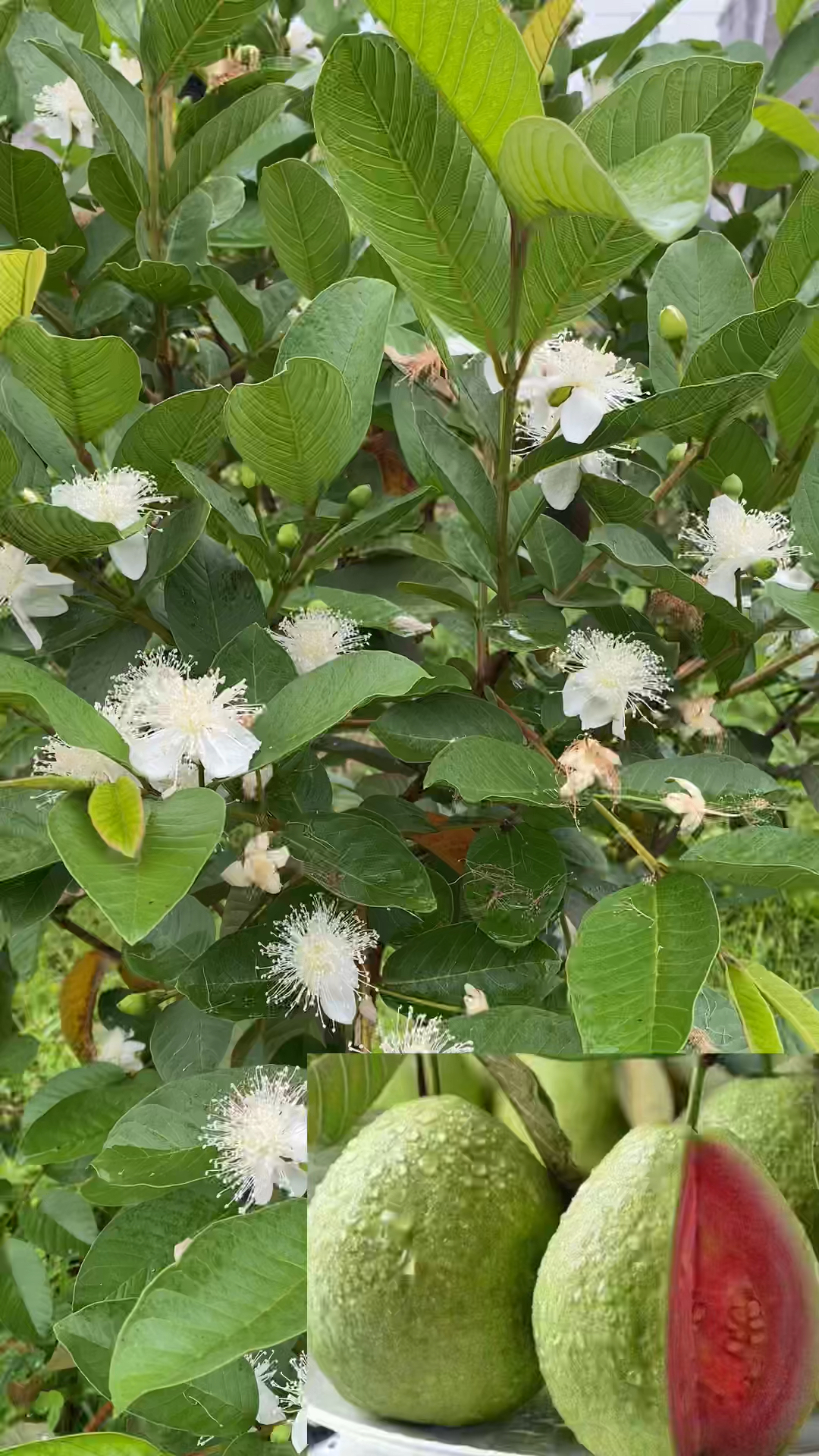 番石榴的花图片