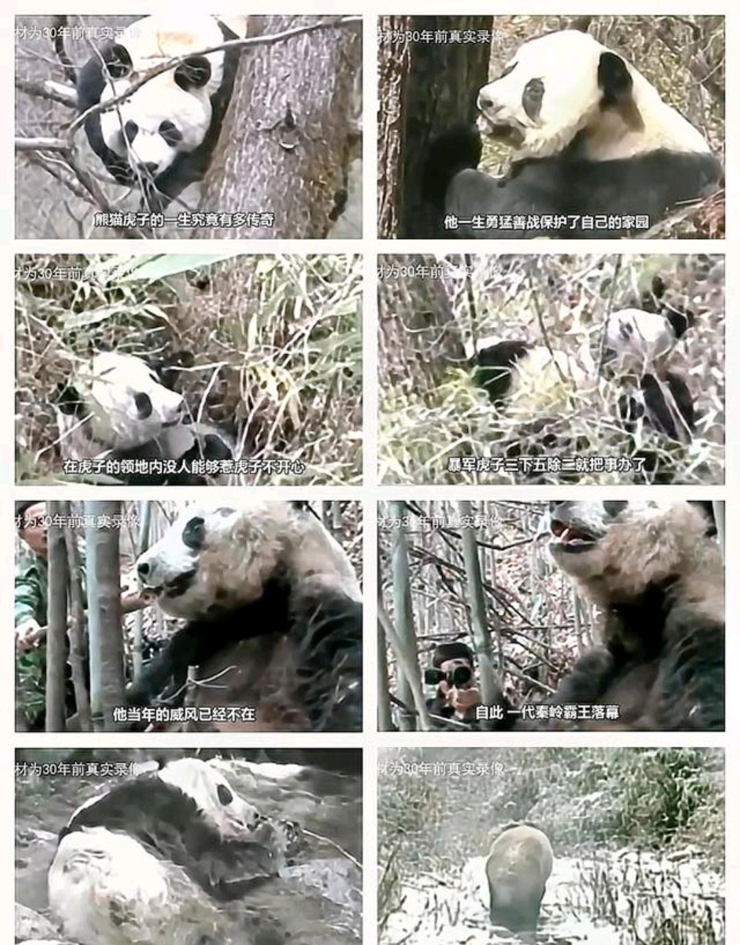 秦岭小霸王熊猫虎子图片