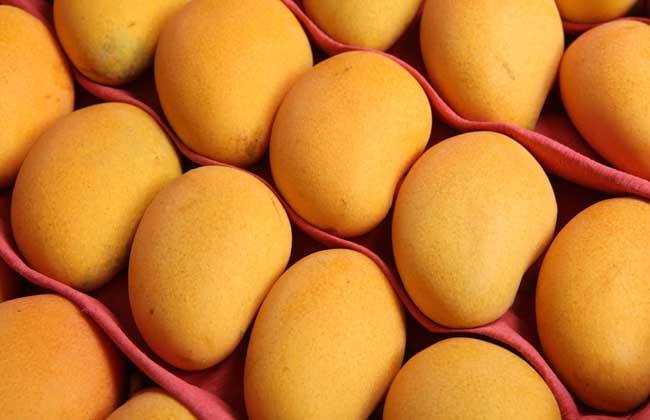 孕妇梦见好多芒果 孕妇梦见好多芒果好多葡萄