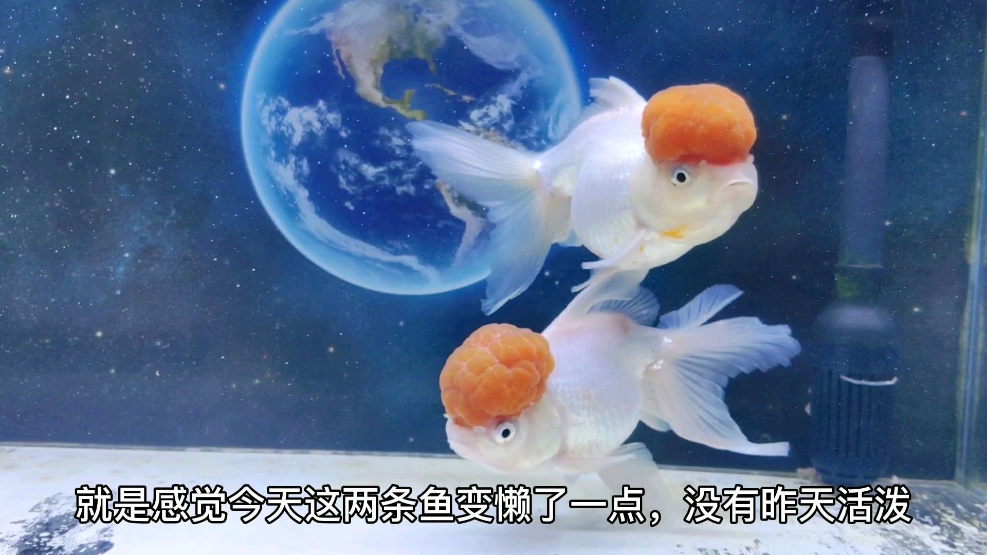 鹤顶红金鱼又叫红帽金鱼,属于文种金鱼,爱吃白芝麻