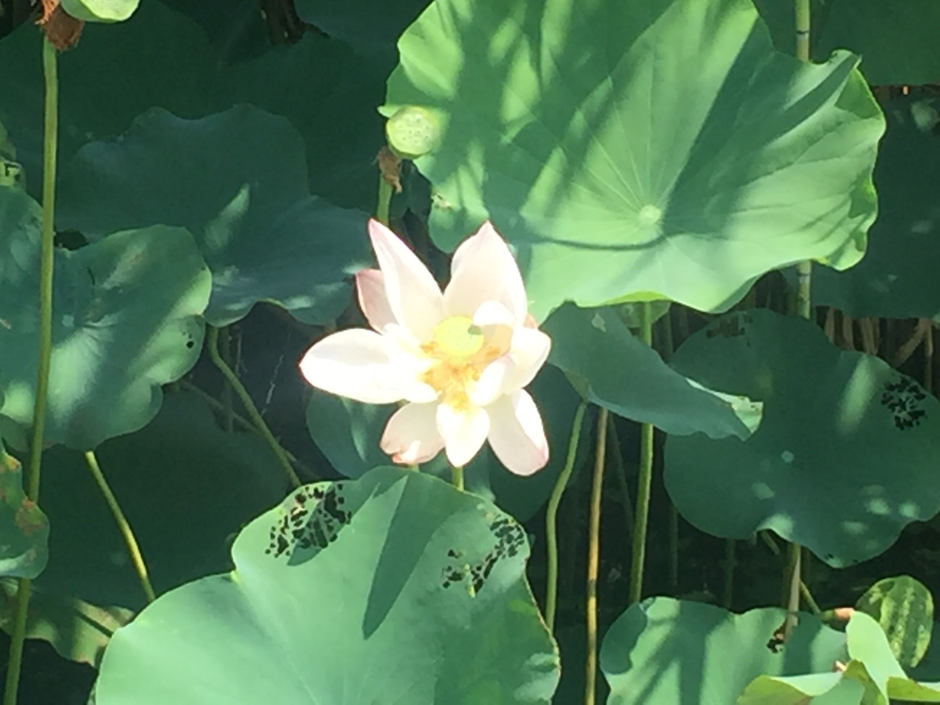 太湖的美,美在荷花,芦苇