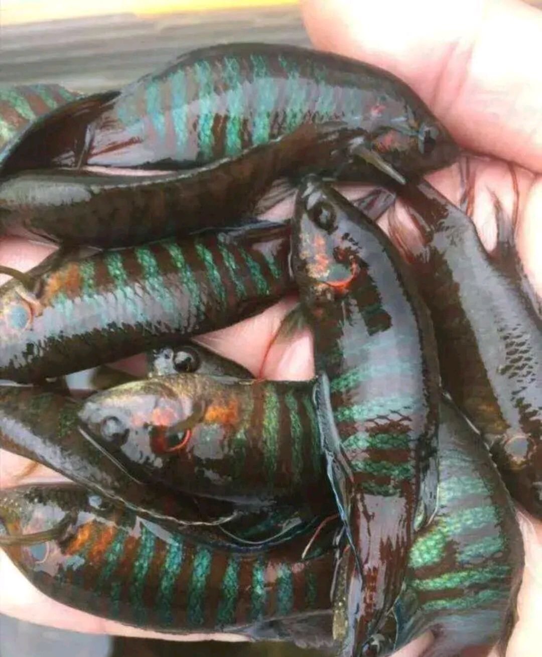 请问这种鱼你们认识吗?在你们当地这种鱼方言怎么叫?