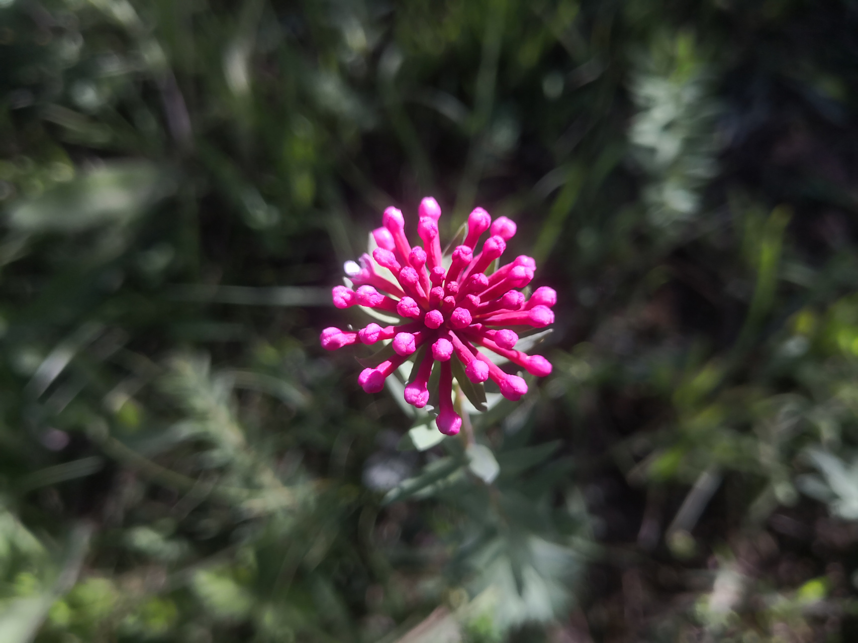 狼毒有个俗名叫火柴头花,当看到未绽放的狼毒花,就能感受到这个名字有