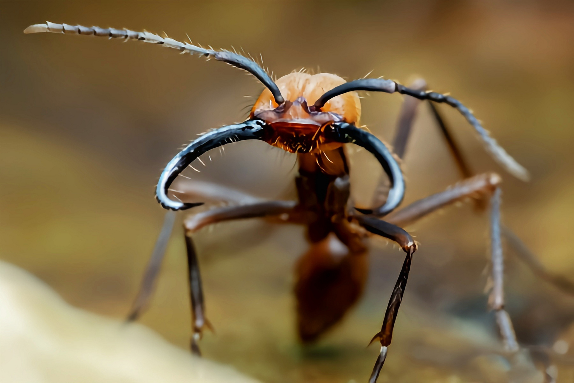 7-2.5厘米,是上百种行军蚁的一个分支,主要生活在亚马逊热带雨林中.