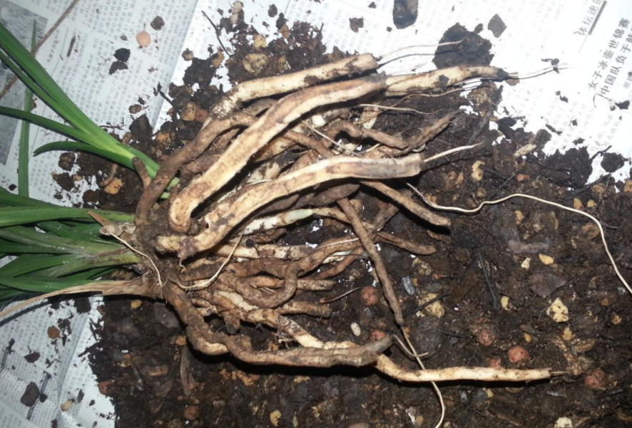 兰花根烂掉了怎样才能发新根