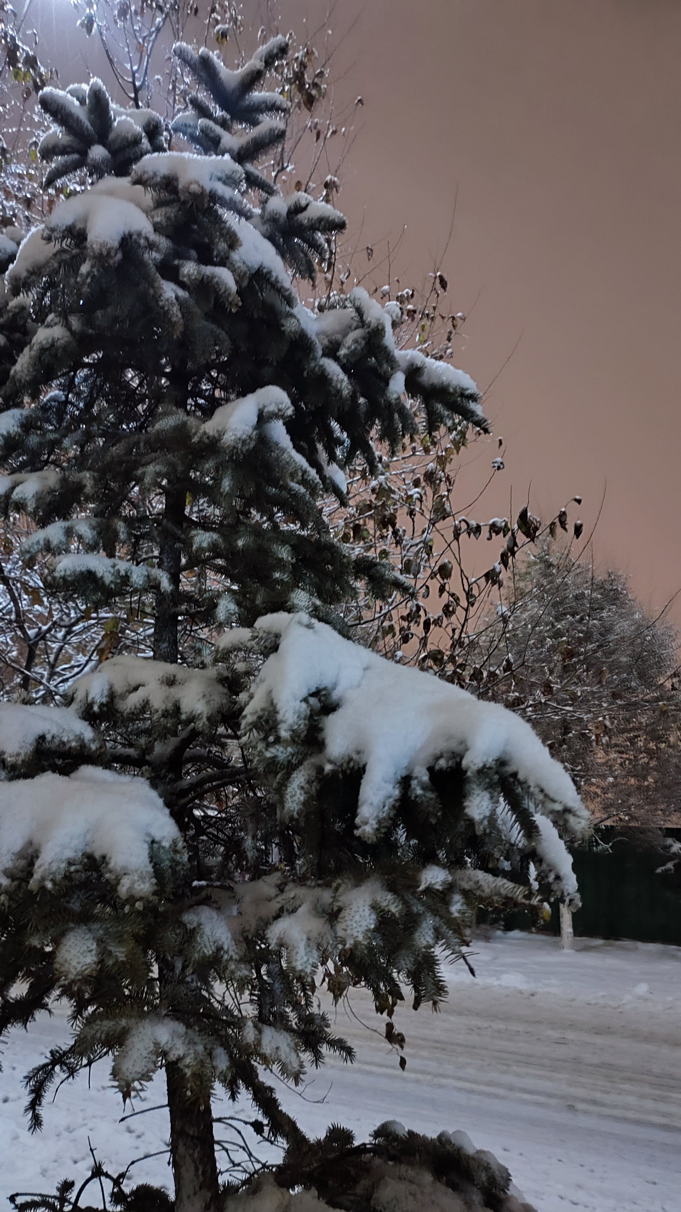 早晨雪景图片大全唯美图片