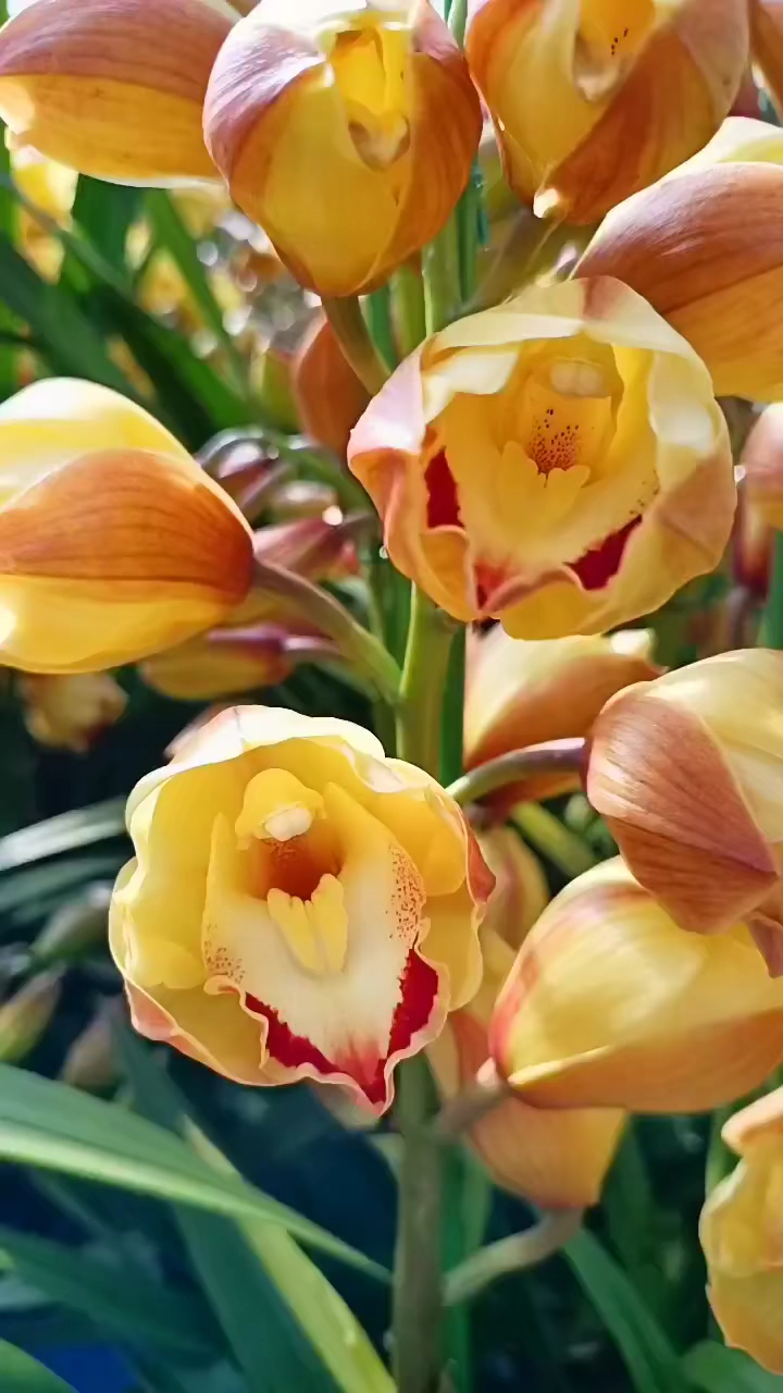 大花蕙兰,金光,黄金岁月