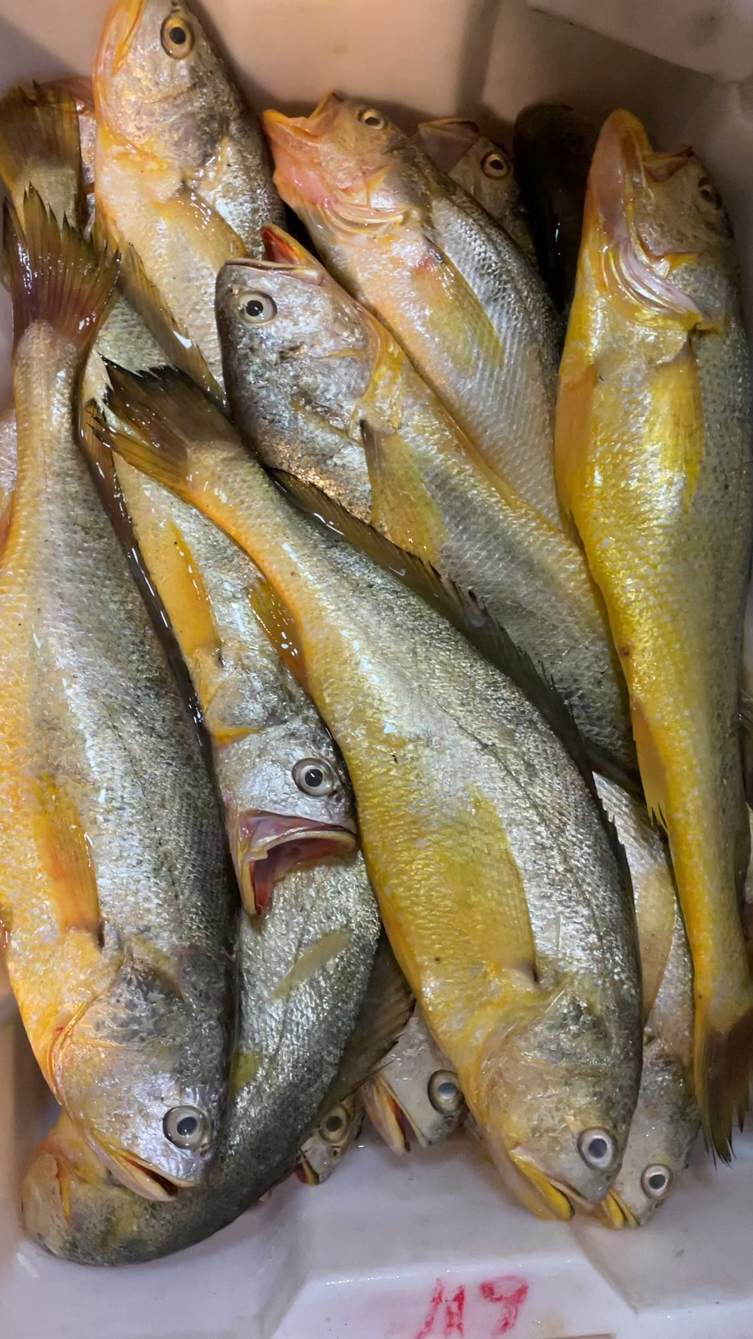 船上刚到的野生大黄鱼,活的一样!